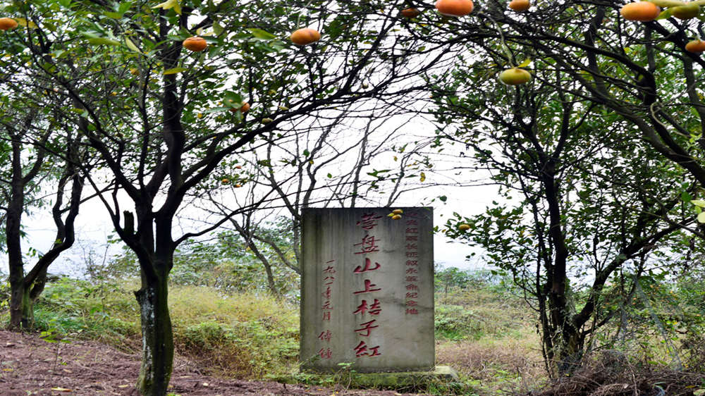 敘永縣營盤山上橘子紅