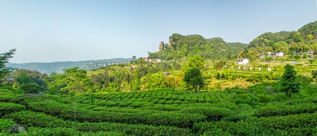 石筍溝茶產(chǎn)業(yè)園