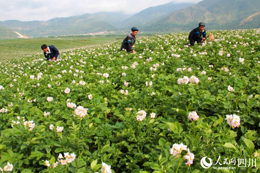 布拖是涼山州土豆種植大縣，土豆品質優越。蘇呷此色攝