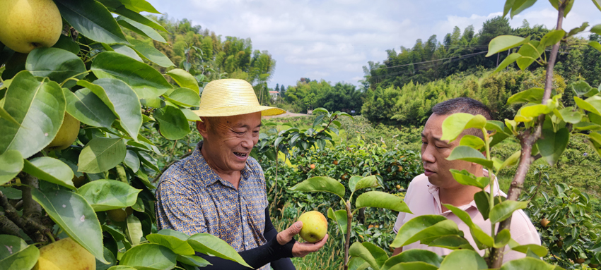 宜賓市長(zhǎng)寧縣長(zhǎng)寧鎮(zhèn)佛梨村的8000畝甜梨迎來(lái)成熟期。長(zhǎng)寧縣融媒體中心張寶林 攝