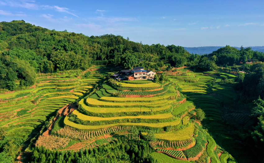 瀘州市納溪區(qū)打古鎮(zhèn)興蓮村金黃的稻田。瀘州市納溪區(qū)委宣傳部供圖