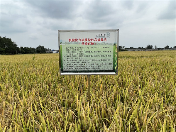 在大邑縣安仁鎮，川康優2115長勢良好。大邑融媒體中心供圖