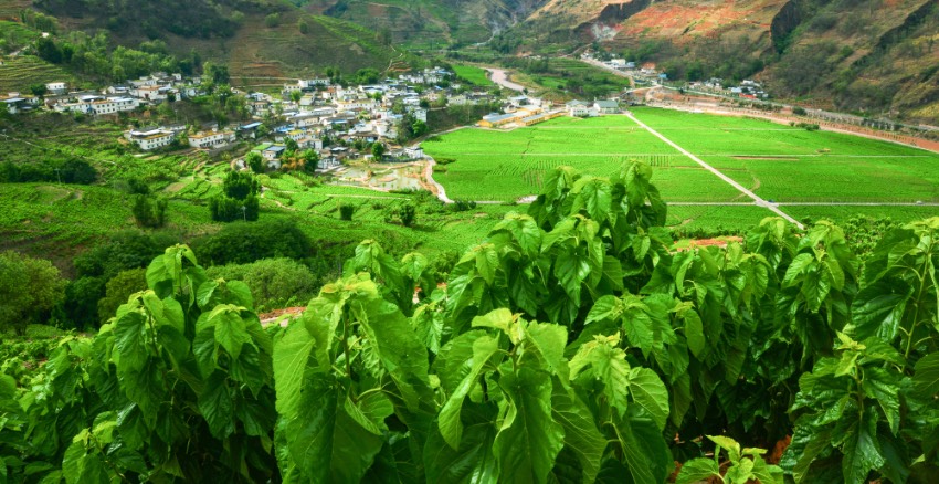 寧南是中國優質繭絲生產基地，圖為長勢良好的桑田。寧南縣委宣傳部供圖