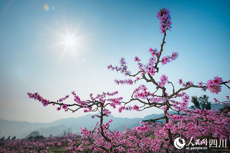 桃源村桃花開。劉斌攝