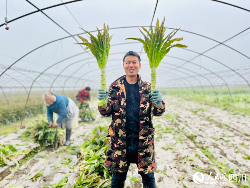 種植戶趙世林展示豐收的蔬菜。人民網朱虹攝