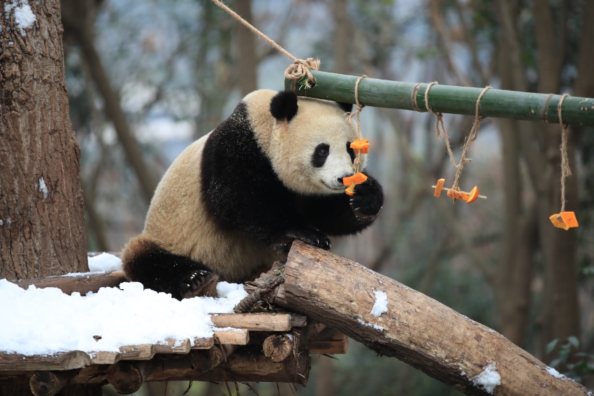 大熊貓盡情雪地撒歡。成都大熊貓繁育研究基地供圖