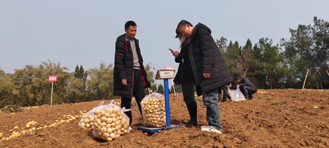 馬鈴薯過秤。蔣兵供圖