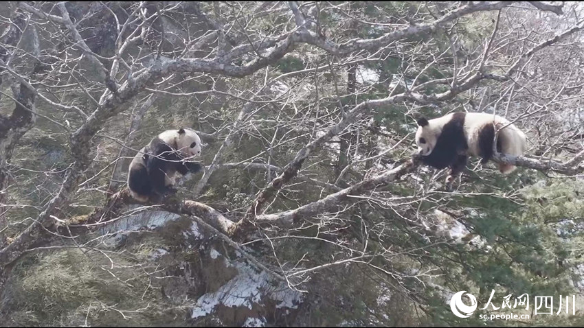 正在樹上的兩只成年大熊貓。孟昱攝