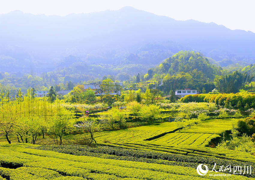 綠意盎然的茶園。陳曉芳攝