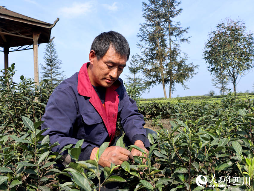 茶農正在采茶。陳曉芳攝