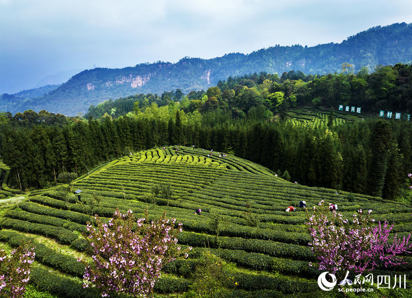 茶農采茶忙。何為攝