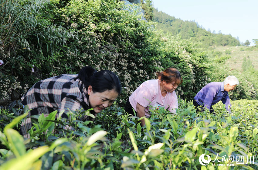 茶農(nóng)在“白葉一號”茶葉基地進行夏季管護。人民網(wǎng) 彭茜攝