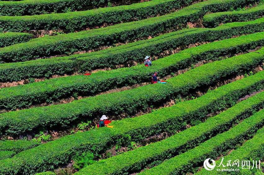 茶農(nóng)在茶園采摘茶葉。廖勝春攝