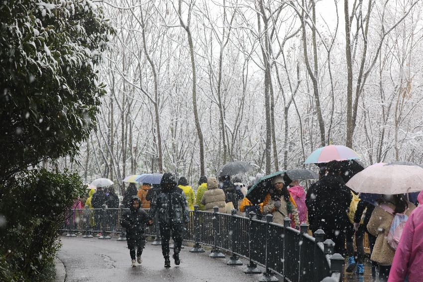 游客們排隊前往基地看熊貓。成都大熊貓繁育研究基地供圖