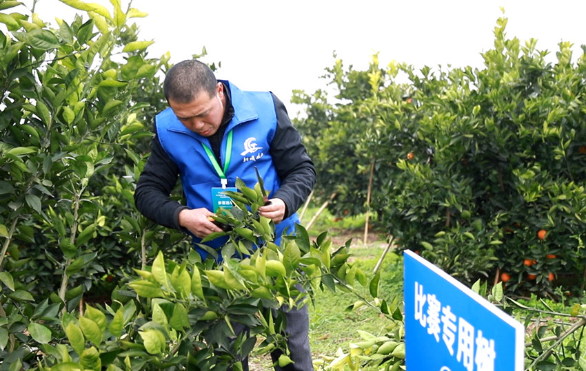 血橙修枝工比賽。資中縣融媒體中心供圖