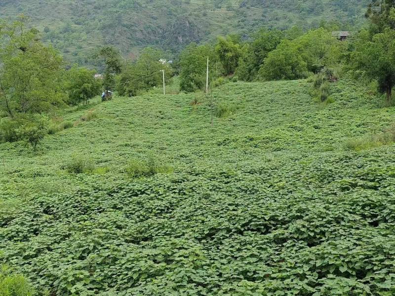 眉山村發展金蕎麥種植產業。