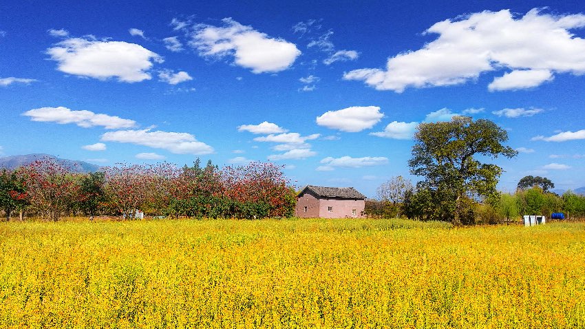 大石板村油菜花。西昌市融媒體中心供圖