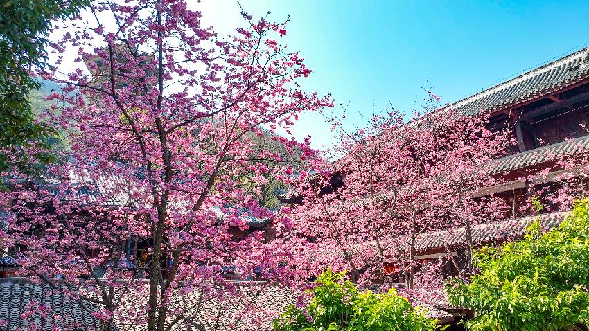 瀘山光福寺櫻花。西昌市融媒體中心供圖