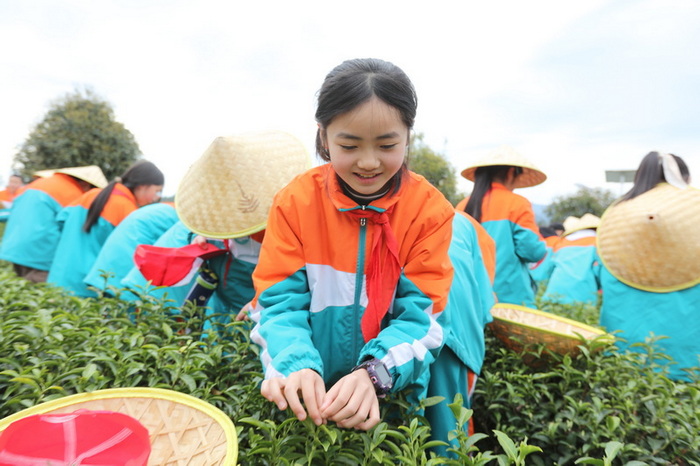 茶葉基地的快樂研學(xué)。馬發(fā)海供圖