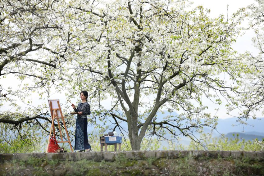 游客在達(dá)州市通川區(qū)羅江鎮(zhèn)鳳尾村的梨花下寫(xiě)生。唐朝祥攝