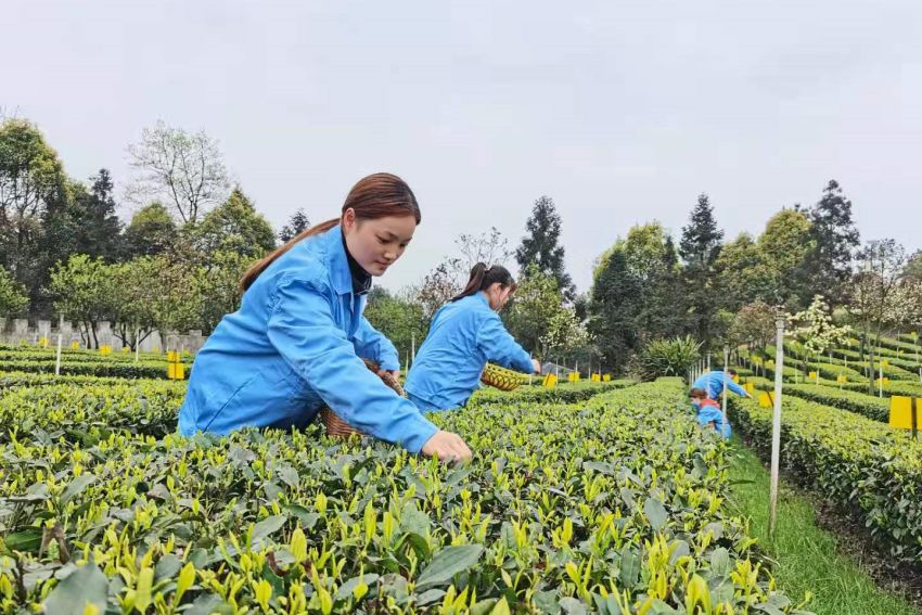 早白尖茶葉基地工人采茶忙。王春艷供圖