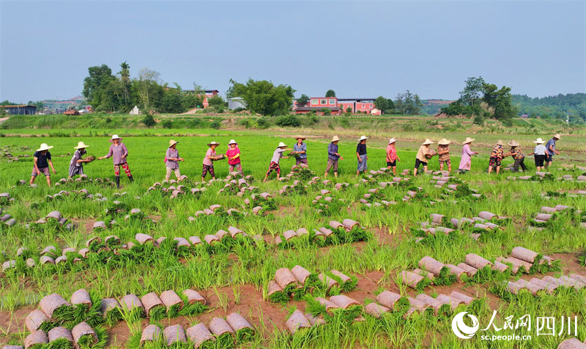 草帽成風景，勞動美家園。人民網記者 劉海天攝