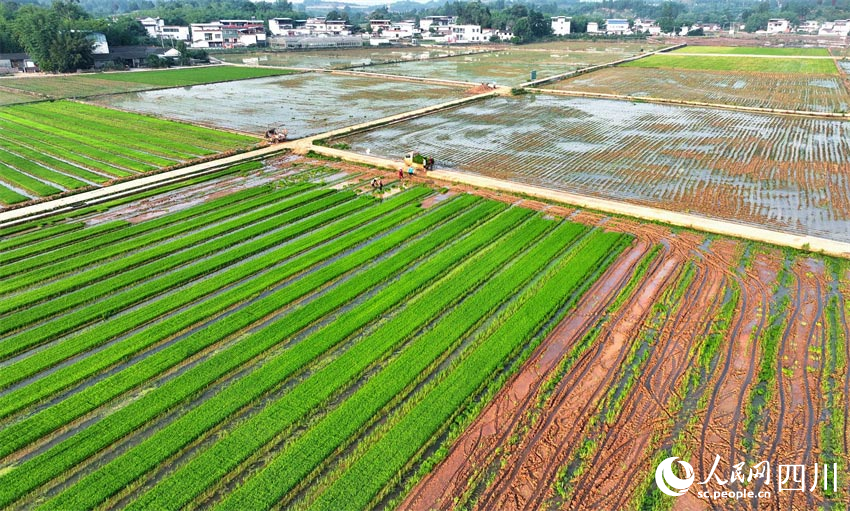 插秧天府地，作畫綠水田。人民網記者 劉海天攝