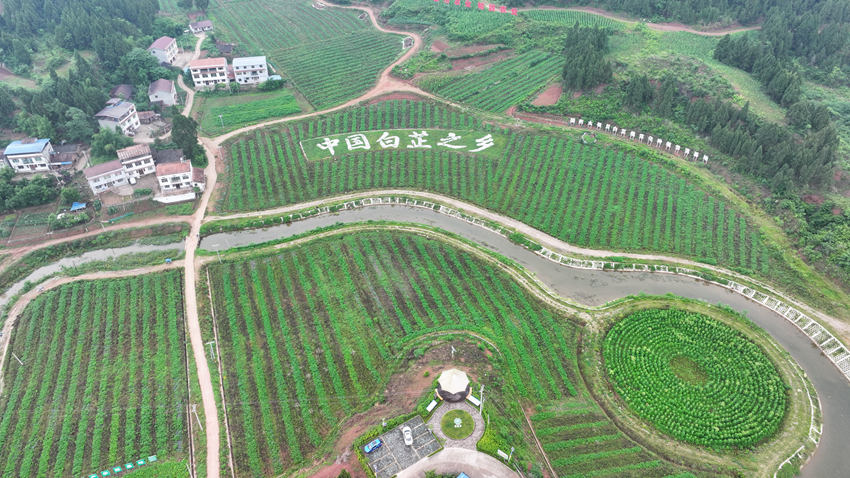 遂寧市船山區白芷現代農業園區。屈超英攝