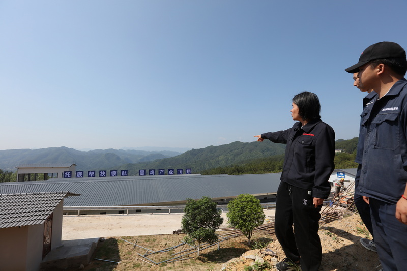 棉麻集團舊院黑雞核心育種場。馬發海攝