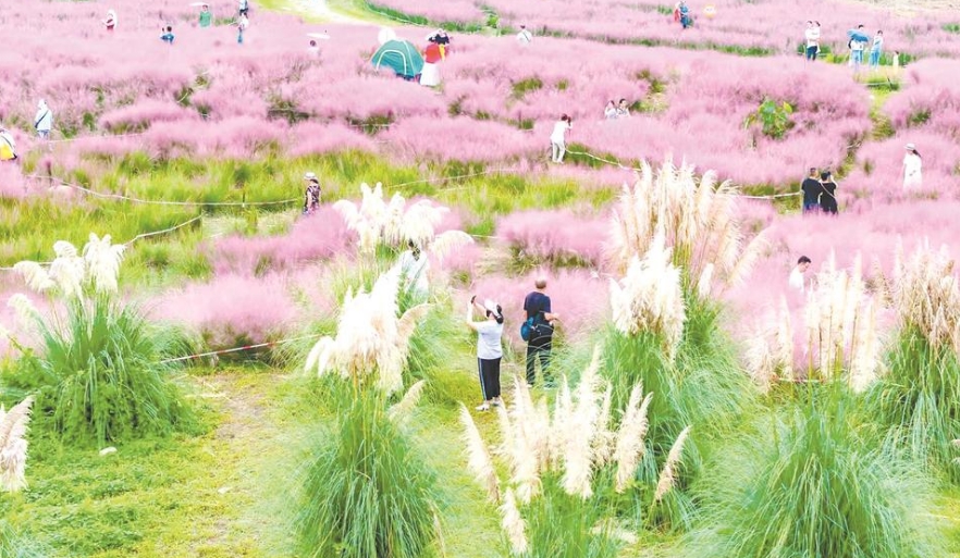 花卉產業綻放公園城市