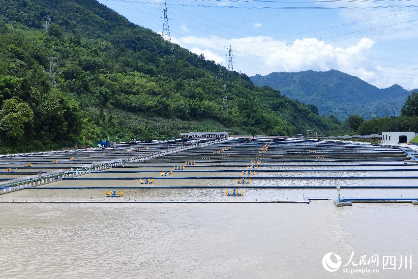 天全潤兆鱘業三期項目養殖基地。人民網記者朱虹攝