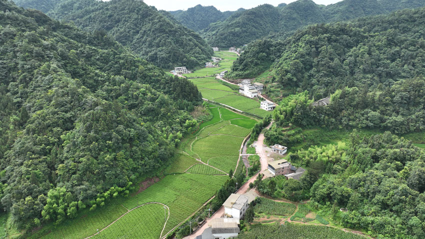 古藺縣的趕黃草種植基地。古藺縣委宣傳部供圖