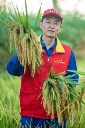 連心橋共產黨員服務隊在通江縣廣納鎮銅缽山村幫助農戶搶收水稻。