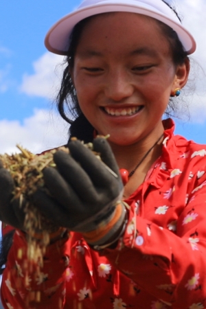 白玉縣贈科鄉下比沙村千畝青稞共富田園種植基地，村民手捧青稞滿臉笑容。